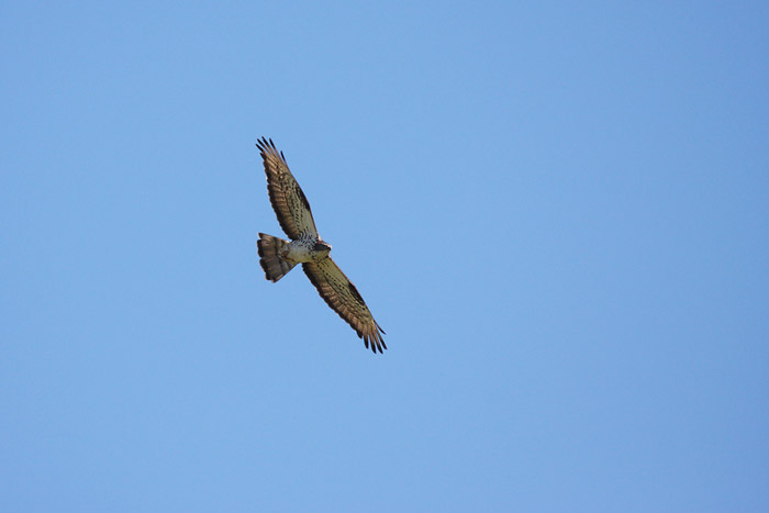 Falchi pecchiaioli